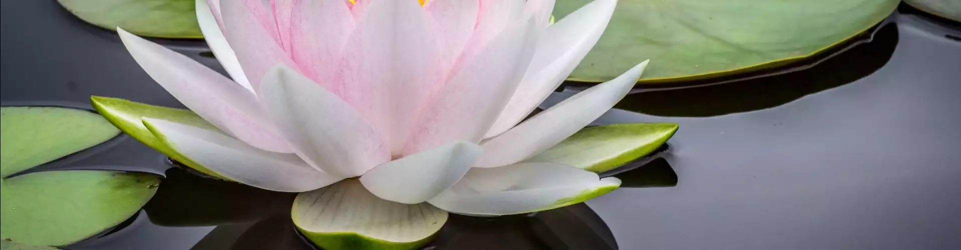 Meditación Reiki: eres íntegro, perfecto y completo - Online Class by Jerry Mikutis