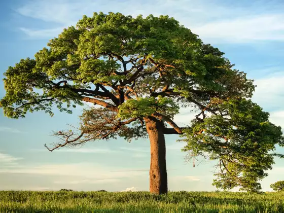 2023 ASAS POKOK - Kelas 1 - 2023 -2