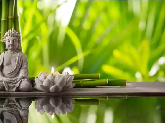 WU বিশেষজ্ঞ গাইড ক্যারোল পার্কের সাথে লিং চি হিলিং মেডিটেশন